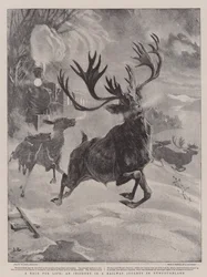 Ein Wettlauf um das Leben, ein Vorfall auf einer Eisenbahnreise in Neufundland